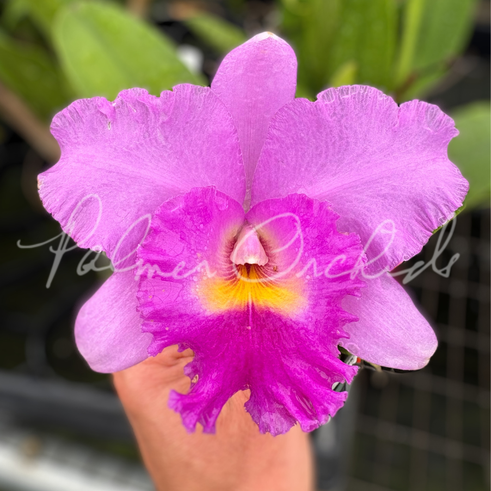 Rlc. Ben Jammin — Palmer Orchids